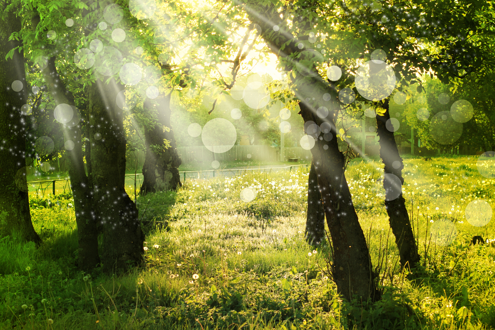 Urbanisation and vegetation phenology