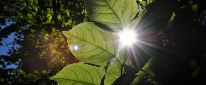 Knowing your plants