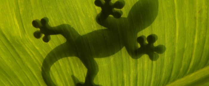 Identifying species at risk of extinction