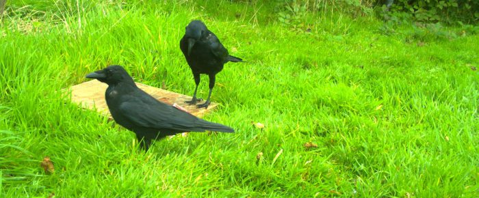 Crows clean up