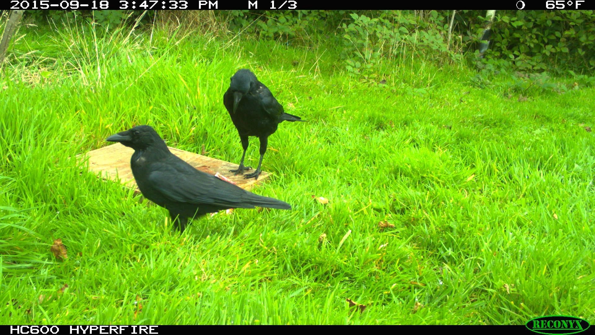 Clean Crows Crows clean up | KEVIN J GASTON