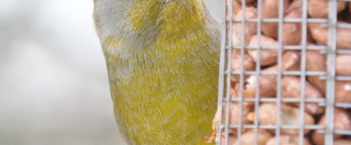 Why do people feed birds? Why do people feed birds?