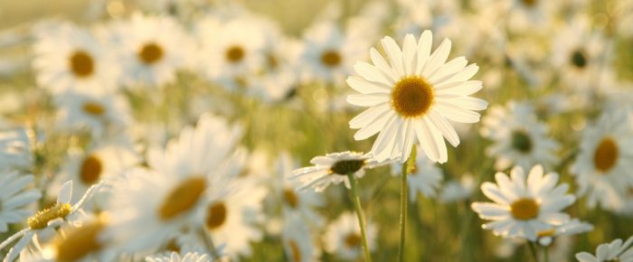 Getting more benefits from your garden Getting more benefits from your garden