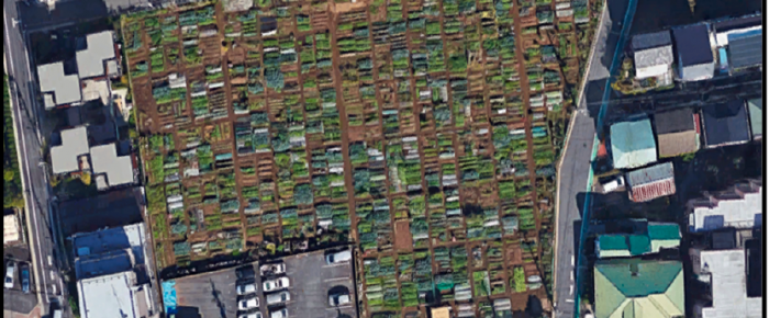 Allotments are good for you