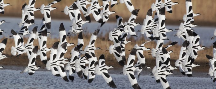 More birds, more service