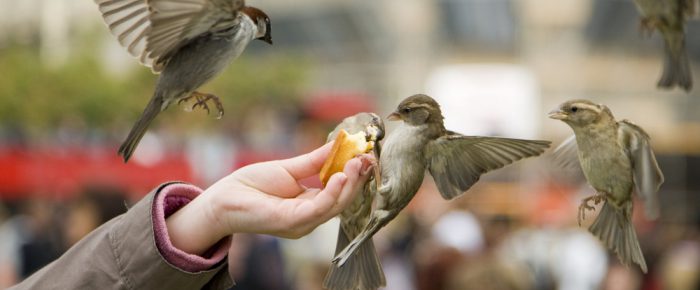 Where birds and people meet Where birds and people meet