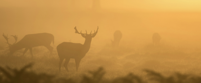 Solar radiation modification and biodiversity